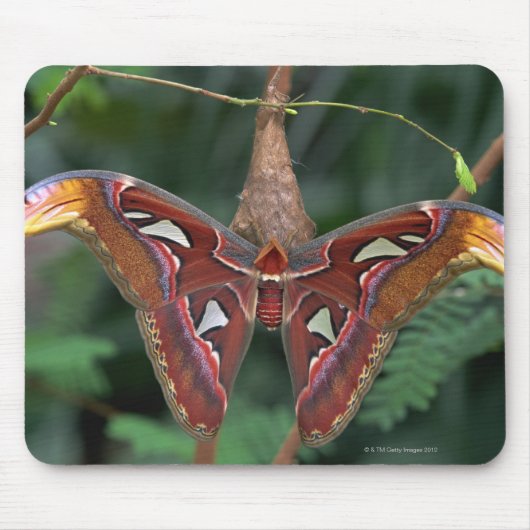 Atlas moth muismat (Voorkant)