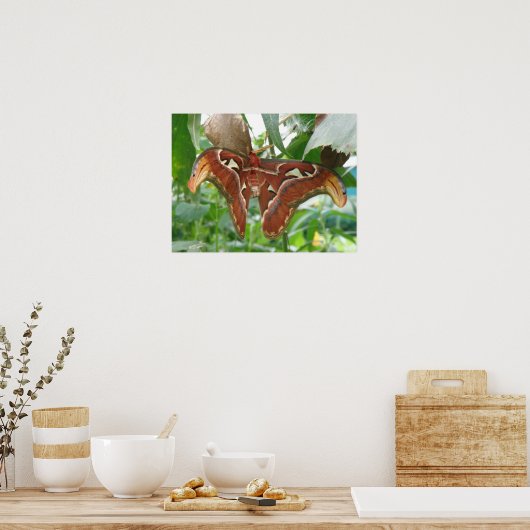 Atlas Moth Print (Keuken)