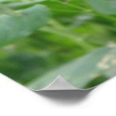 Atlas Moth Print (Hoek)