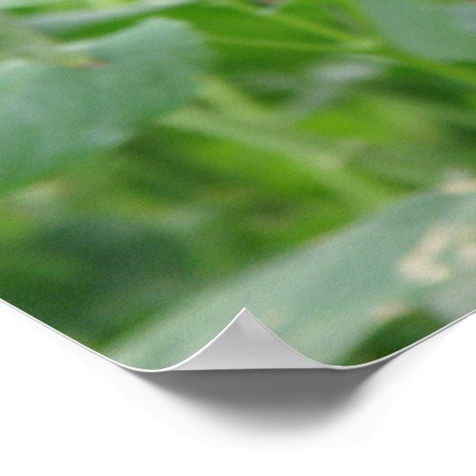 Atlas Moth Print (Hoek)