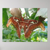 Atlas Moth Print (Voorkant)