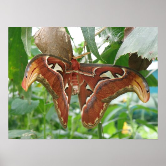 Atlas Moth Print (Voorkant)
