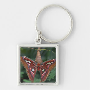 Atlas moth sleutelhanger
