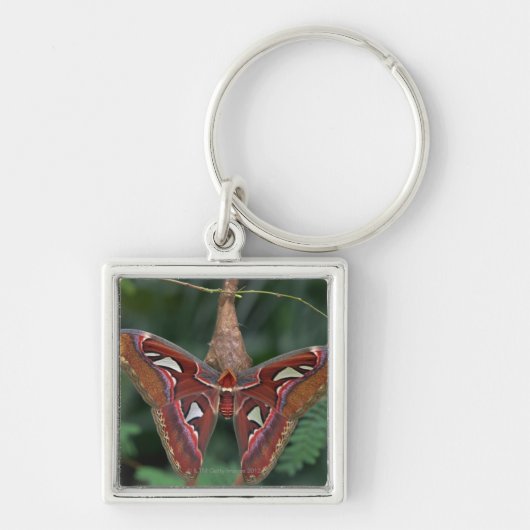 Atlas moth sleutelhanger (Voorkant)