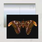 Atlas Moth - Snake Head Briefkaart (Voorkant / Achterkant)