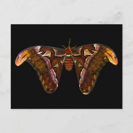 Atlas Moth - Snake Head Briefkaart (Voorkant)