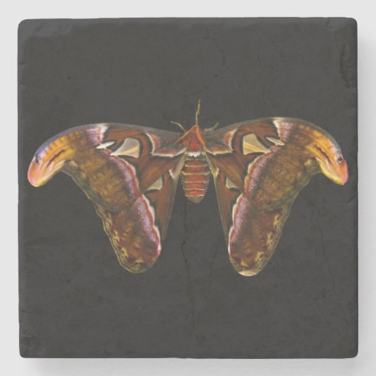 Atlas Moth - Snake Head Stenen Onderzetter (Voorkant)