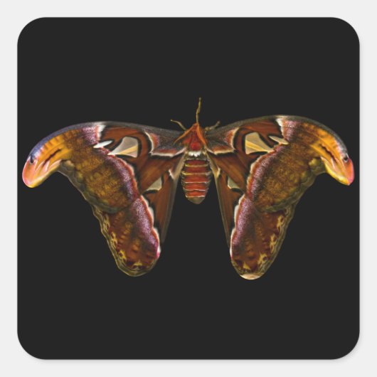 Atlas Moth - Snake Head Vierkante Sticker (Voorkant)