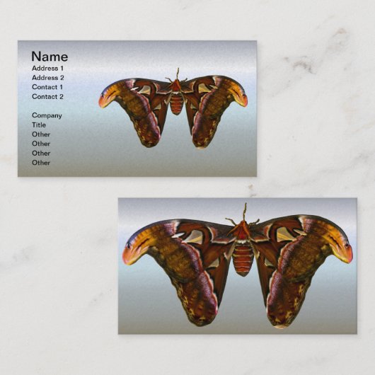 Atlas Moth - Snake Head Visitekaartje (Voorkant / Achterkant)