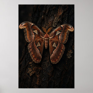 Atlasmot in rust op donkere boomstam Natuur wand A Poster
