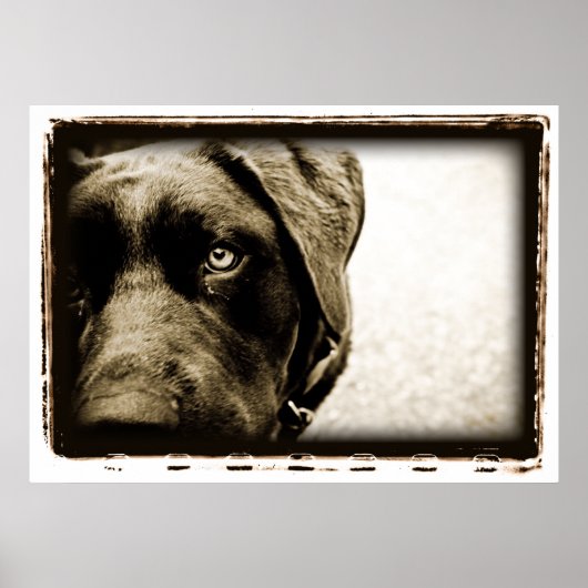 Atoomkerebellum : Stray Poster (Voorkant)