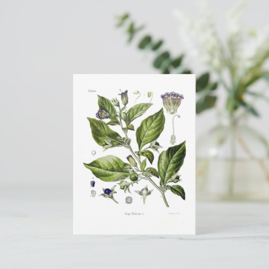 Atropa belladonna (Dodelijke Nightshade) Briefkaart (Staand voorkant)