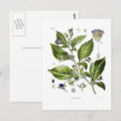 Atropa belladonna (Dodelijke Nightshade) Briefkaart (Voorkant / Achterkant)