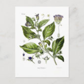 Atropa belladonna (Dodelijke Nightshade) Briefkaart (Voorkant)