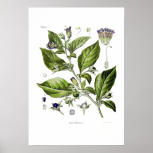 Atropa belladonna (Dodelijke Nightshade) Poster