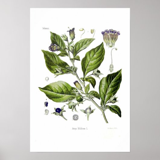 Atropa belladonna (Dodelijke Nightshade) Poster (Voorkant)