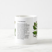 Atropa belladonna koffiemok (Center)