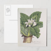 Atropa mandragora briefkaart (Voorkant / Achterkant)