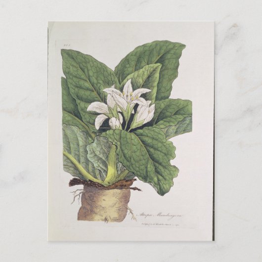 Atropa mandragora briefkaart (Voorkant)