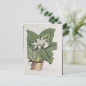 Atropa mandragora briefkaart (Staand voorkant)