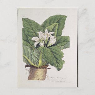 Atropa mandragora briefkaart