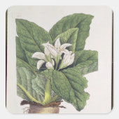 Atropa mandragora vierkante sticker (Voorkant)