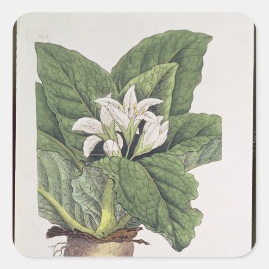 Atropa mandragora vierkante sticker (Voorkant)