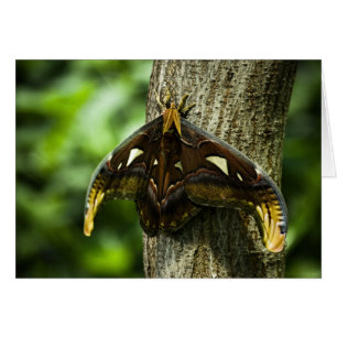 Attacus Atlas Kaart