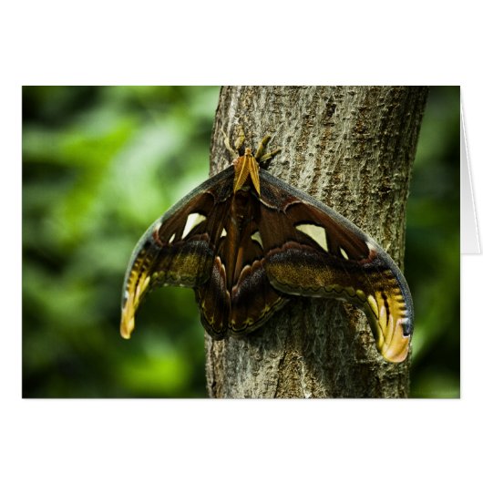 Attacus Atlas Kaart (Voorkant Horizontaal)