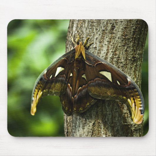 Attacus Atlas Mousepad Muismat (Voorkant)