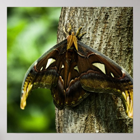 Attacus Atlas Print (Voorkant)