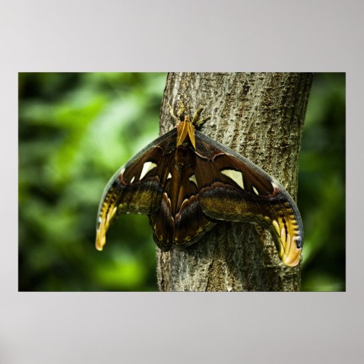 Attacus Atlas Print (Voorkant)