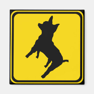 Attentie: Chihuahua Ahead! Magneet