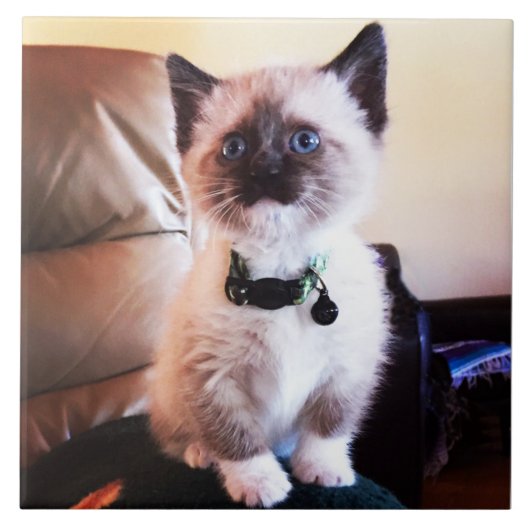 Attentive Cute Siamese Kat | Fotografie van dieren Tegeltje (Voorkant)
