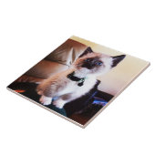Attentive Cute Siamese Kat | Fotografie van dieren Tegeltje (Zijkant)