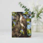 Attentive Hawk Briefkaart (Staand voorkant)