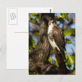 Attentive Hawk Briefkaart (Voorkant / Achterkant)