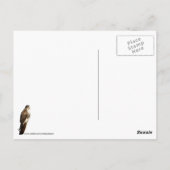 Attentive Hawk Briefkaart (Achterkant)