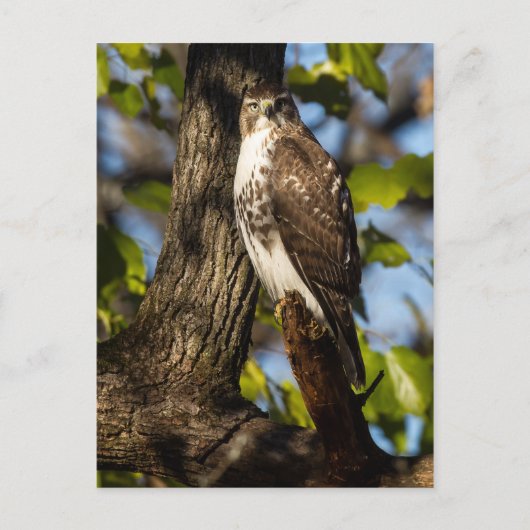 Attentive Hawk Briefkaart (Voorkant)