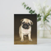 Attentive Pug Postcard Briefkaart (Staand voorkant)