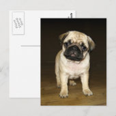 Attentive Pug Postcard Briefkaart (Voorkant / Achterkant)