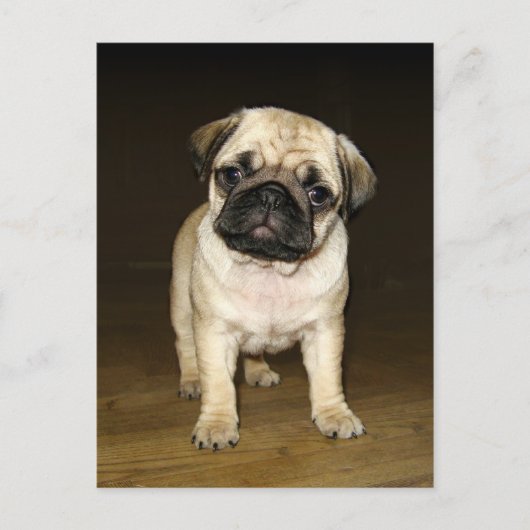 Attentive Pug Postcard Briefkaart (Voorkant)