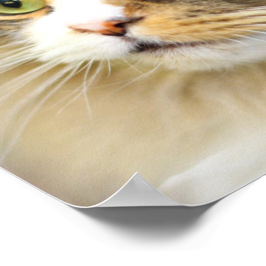 Attentive Ragamuffin Cat Poster (Hoek)