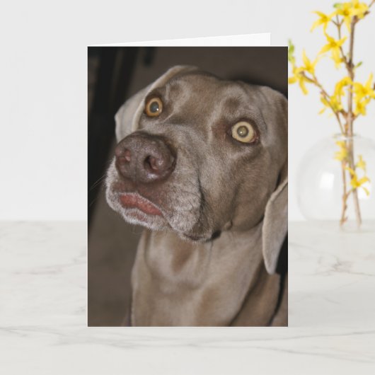 Attentive Weimaraner Kaart (Gele Bloem)