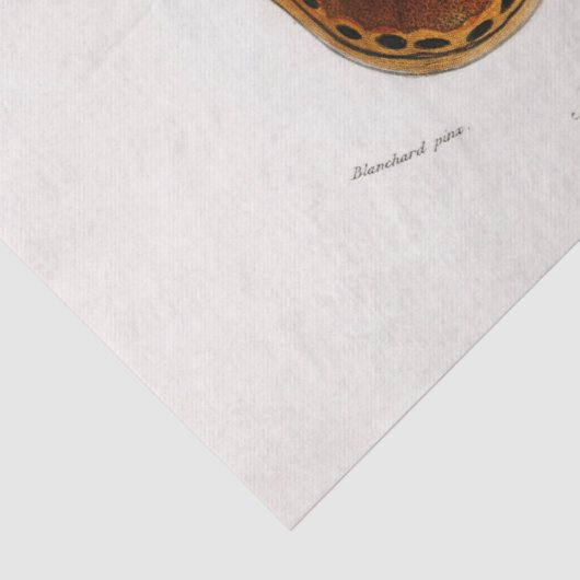 Atticus atlasmot tissuepapier (Detail)