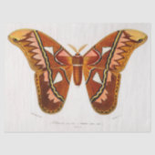 Atticus atlasmot tissuepapier (Voorkant)