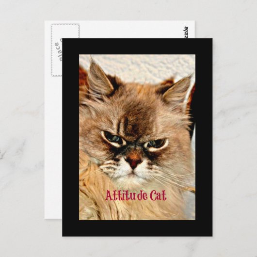 Attitude Cat Briefkaart (Voorkant / Achterkant)
