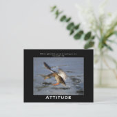 Attitude Mallard Duck Motivatie Briefkaarten (Staand voorkant)