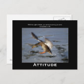 Attitude Mallard Duck Motivatie Briefkaarten (Voorkant / Achterkant)