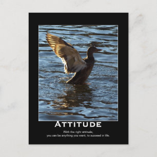 Attitude Mallard Duck Motivatie Briefkaarten
